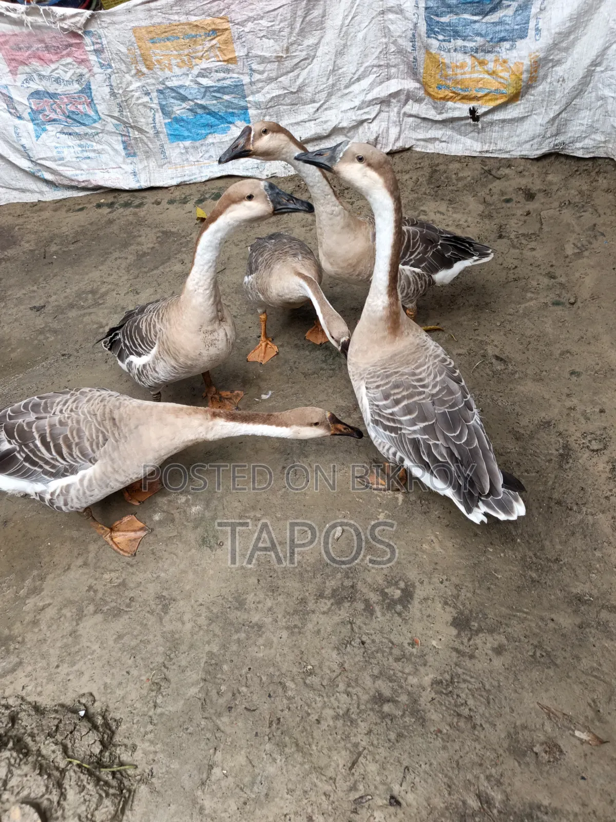 রাজহাঁস ৫ টি