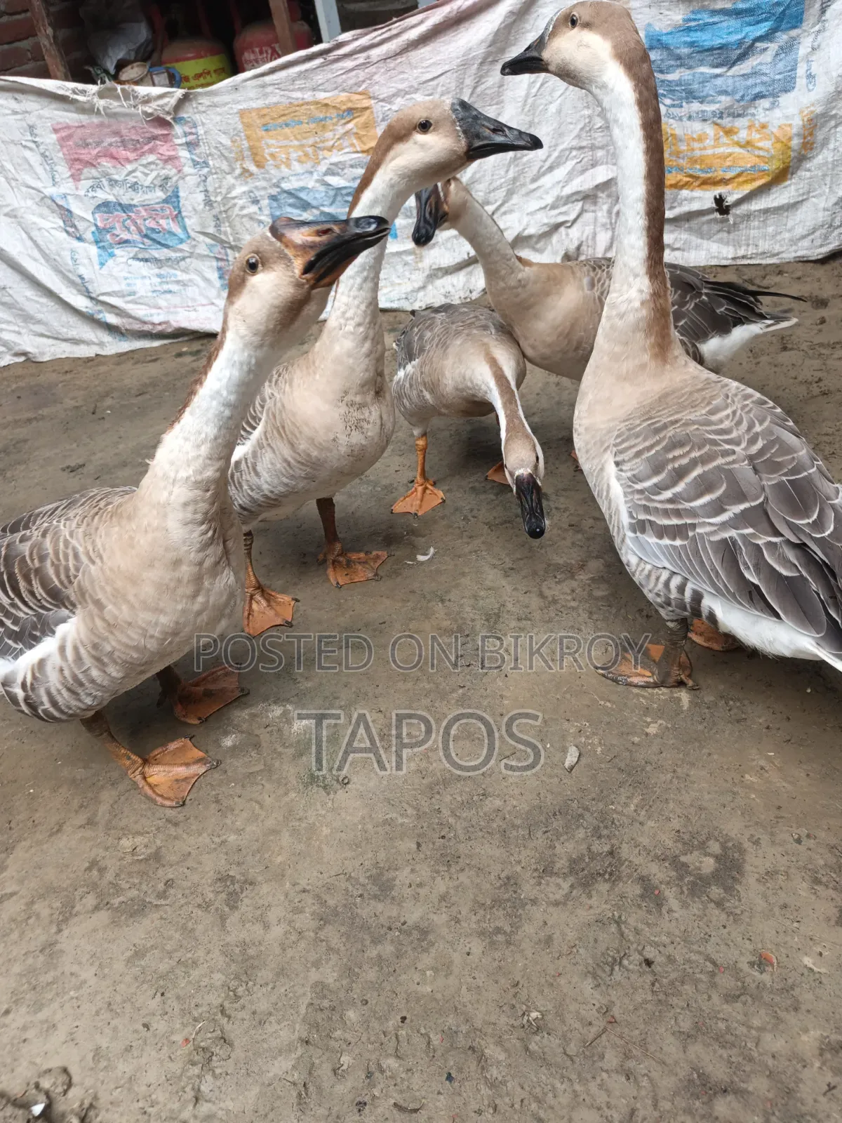 রাজহাঁস ৫ টি