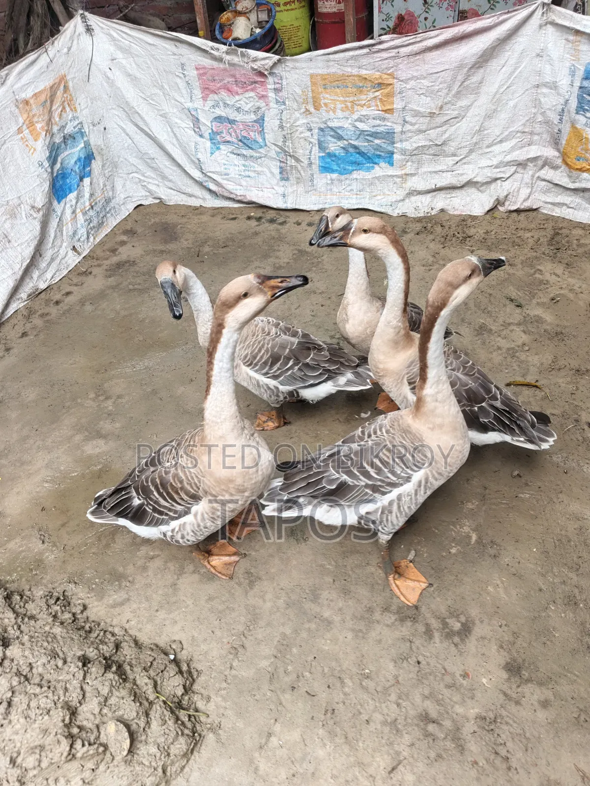 রাজহাঁস ৫ টি