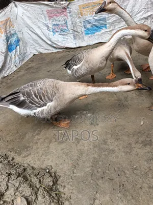 রাজহাঁস ৫ টি