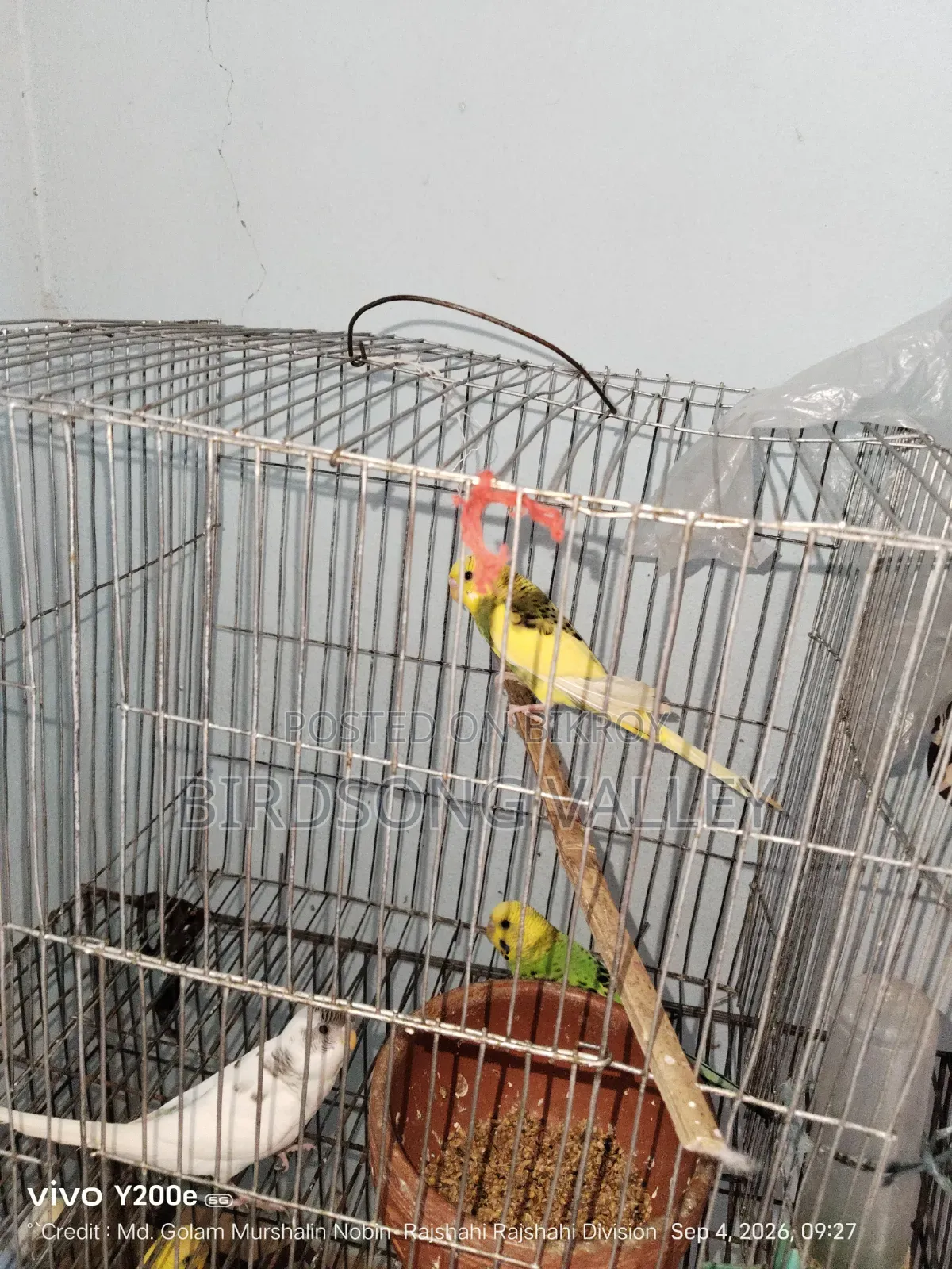 Some birds will be sold
