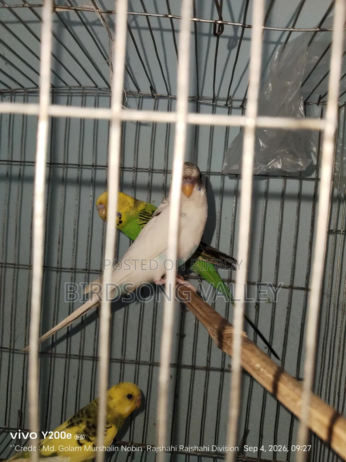 Some birds will be sold