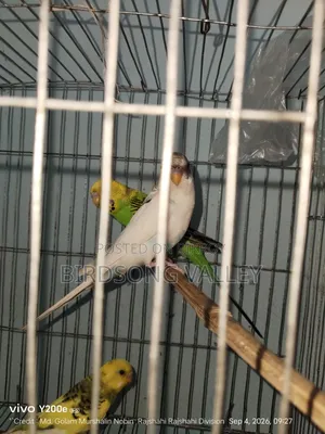 Some birds will be sold