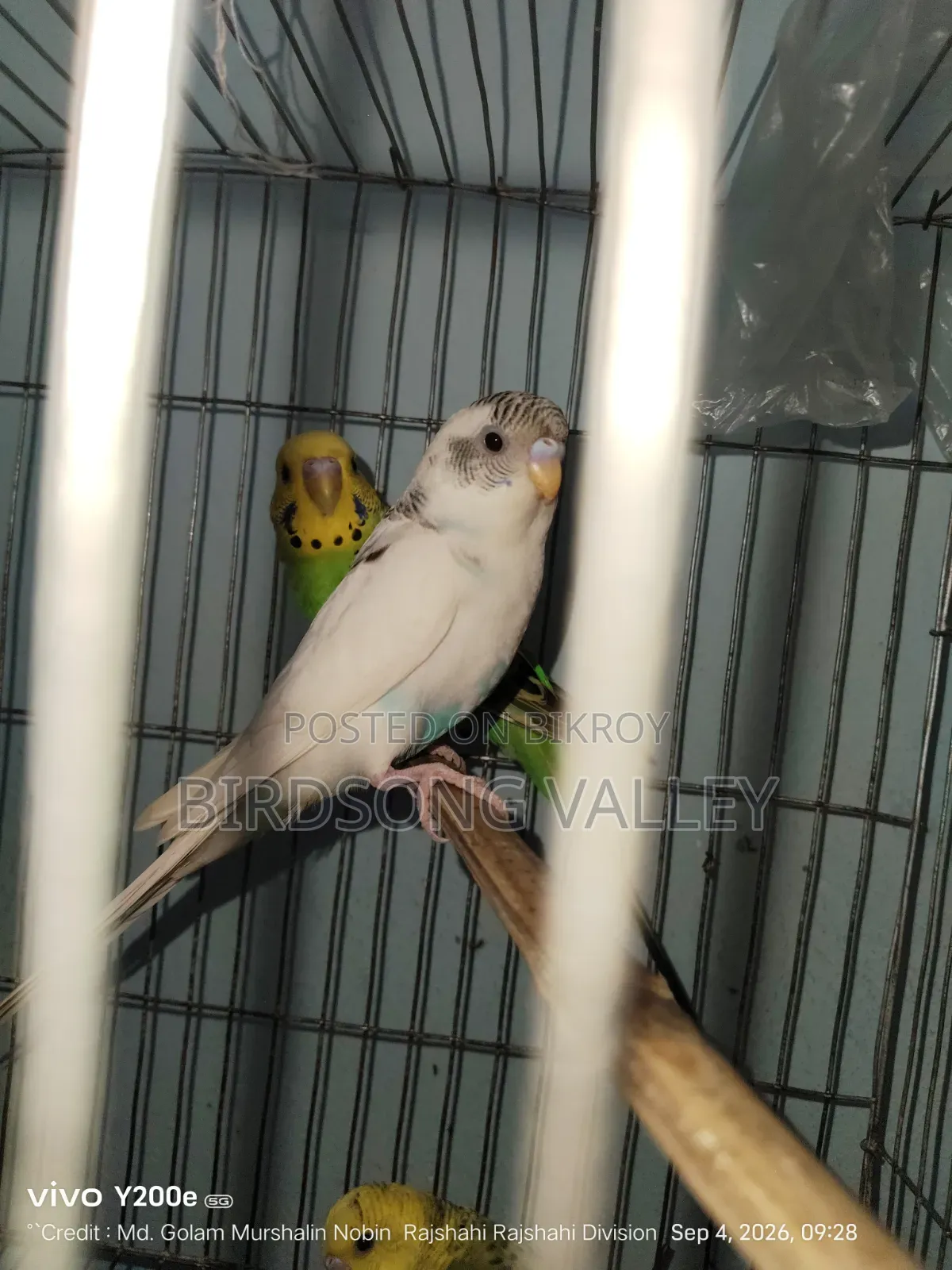Some birds will be sold