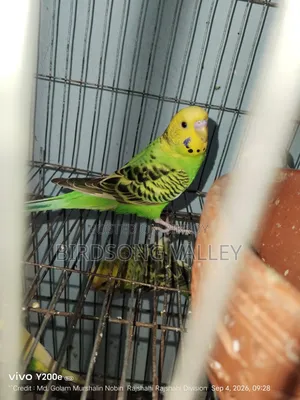 Some birds will be sold
