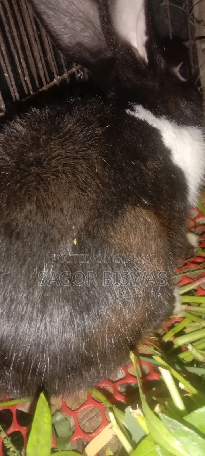 বাড়ি পোষার জন্য ভালো মানের এডাল্ট খরগোশ