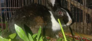 বাড়ি পোষার জন্য ভালো মানের এডাল্ট খরগোশ