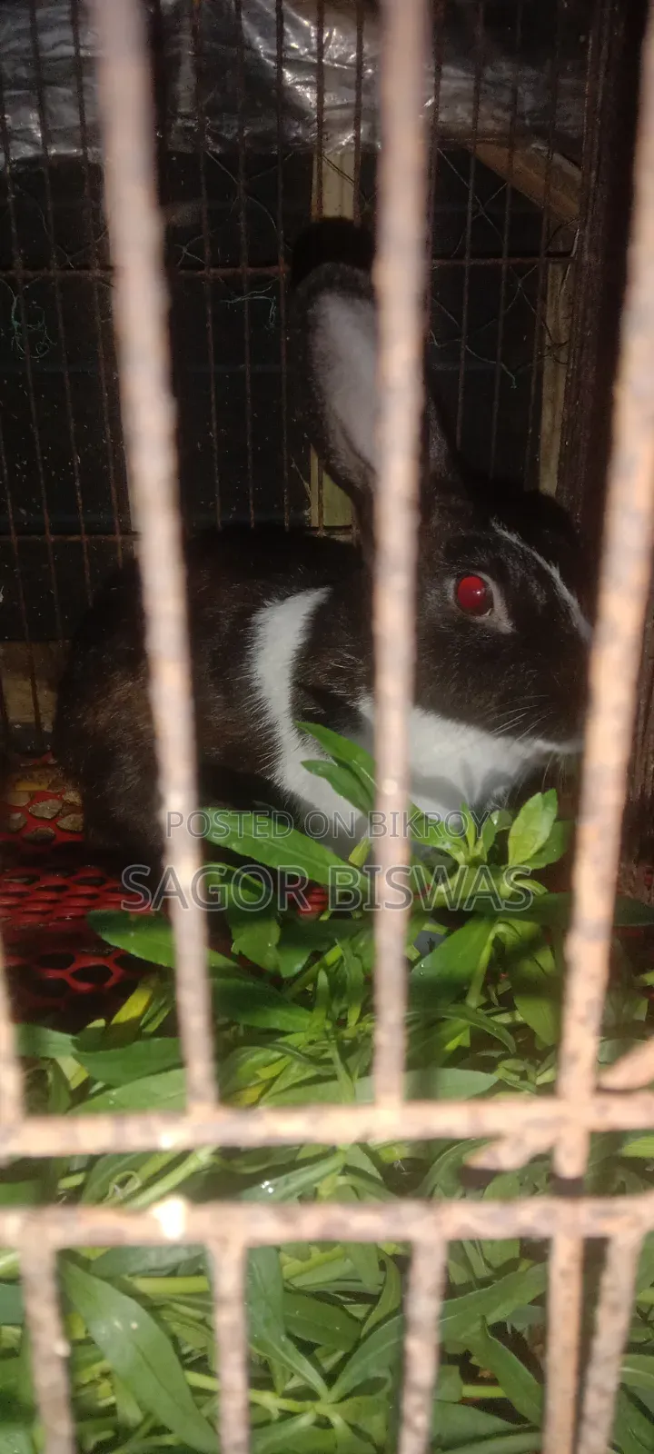 বাড়ি পোষার জন্য ভালো মানের এডাল্ট খরগোশ