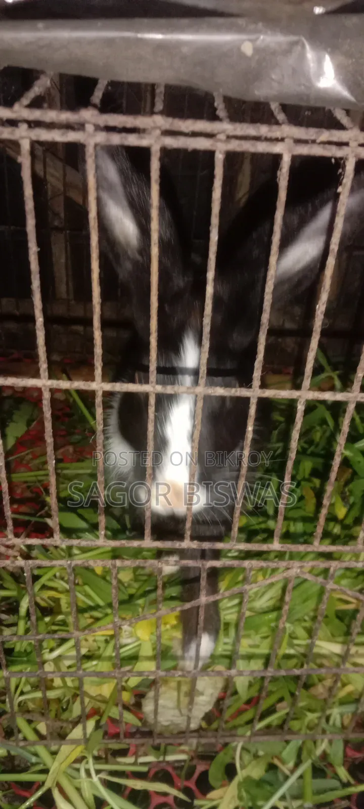 বাড়ি পোষার জন্য ভালো মানের এডাল্ট খরগোশ