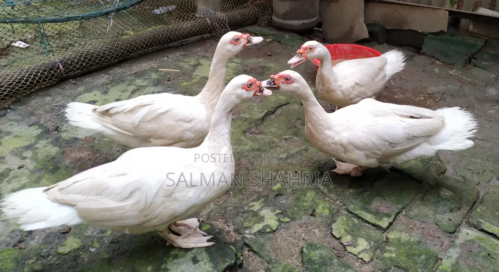 Running white Chinese ducks for sale