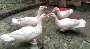 Running white Chinese ducks for sale