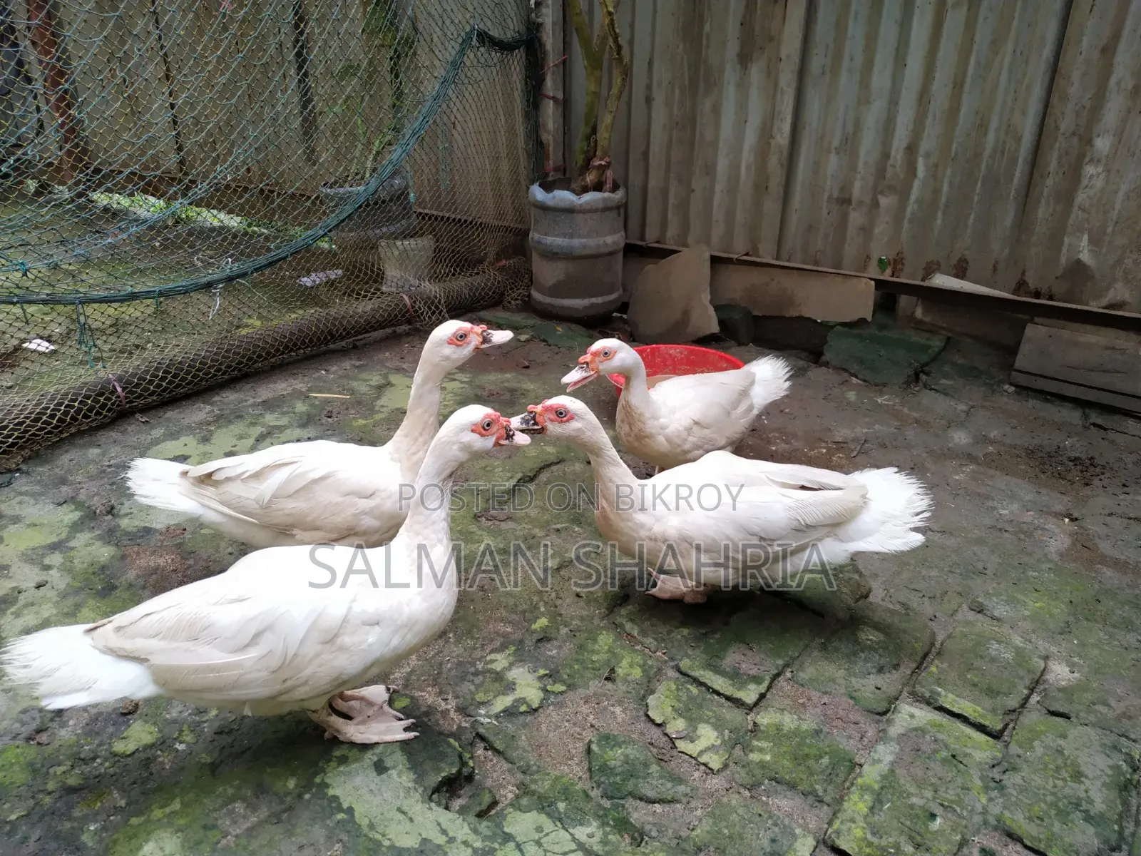 Running white Chinese ducks for sale