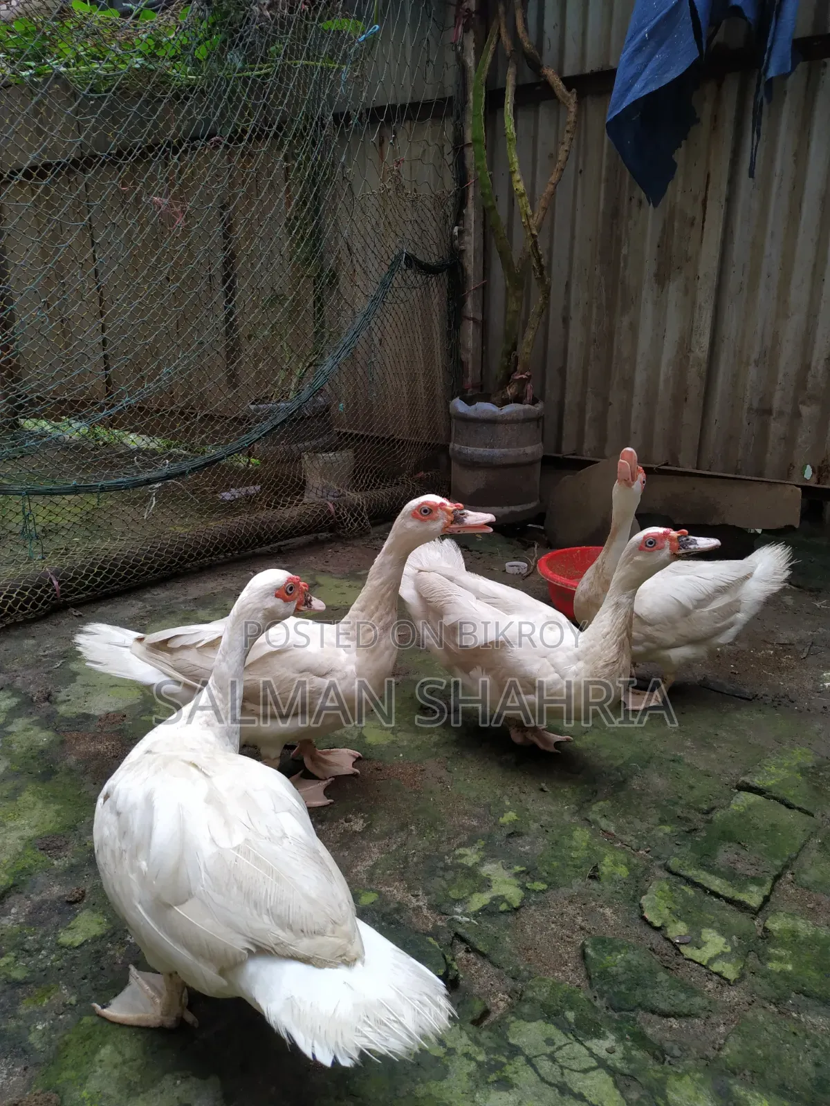 Running white Chinese ducks for sale