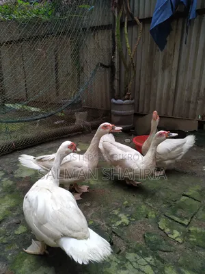 Running white Chinese ducks for sale