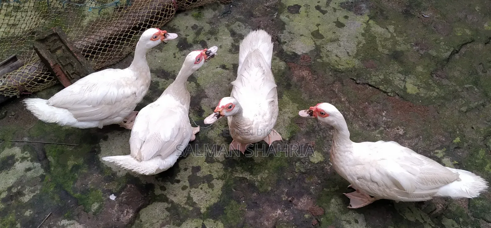 Running white Chinese ducks for sale