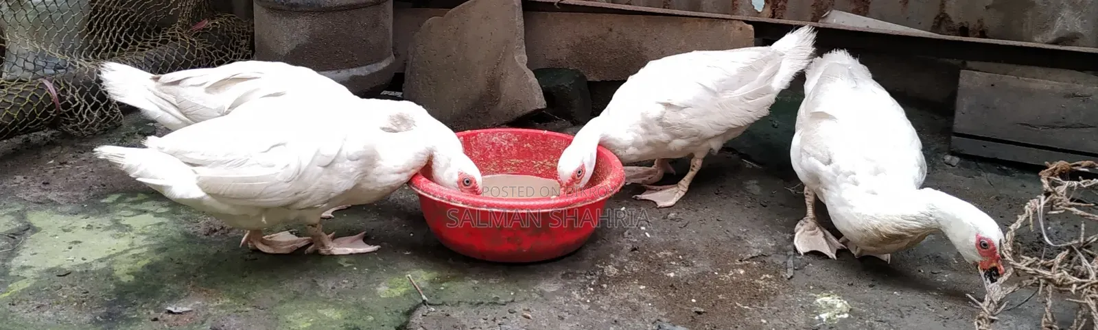 Running white Chinese ducks for sale