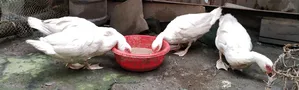 Running white Chinese ducks for sale