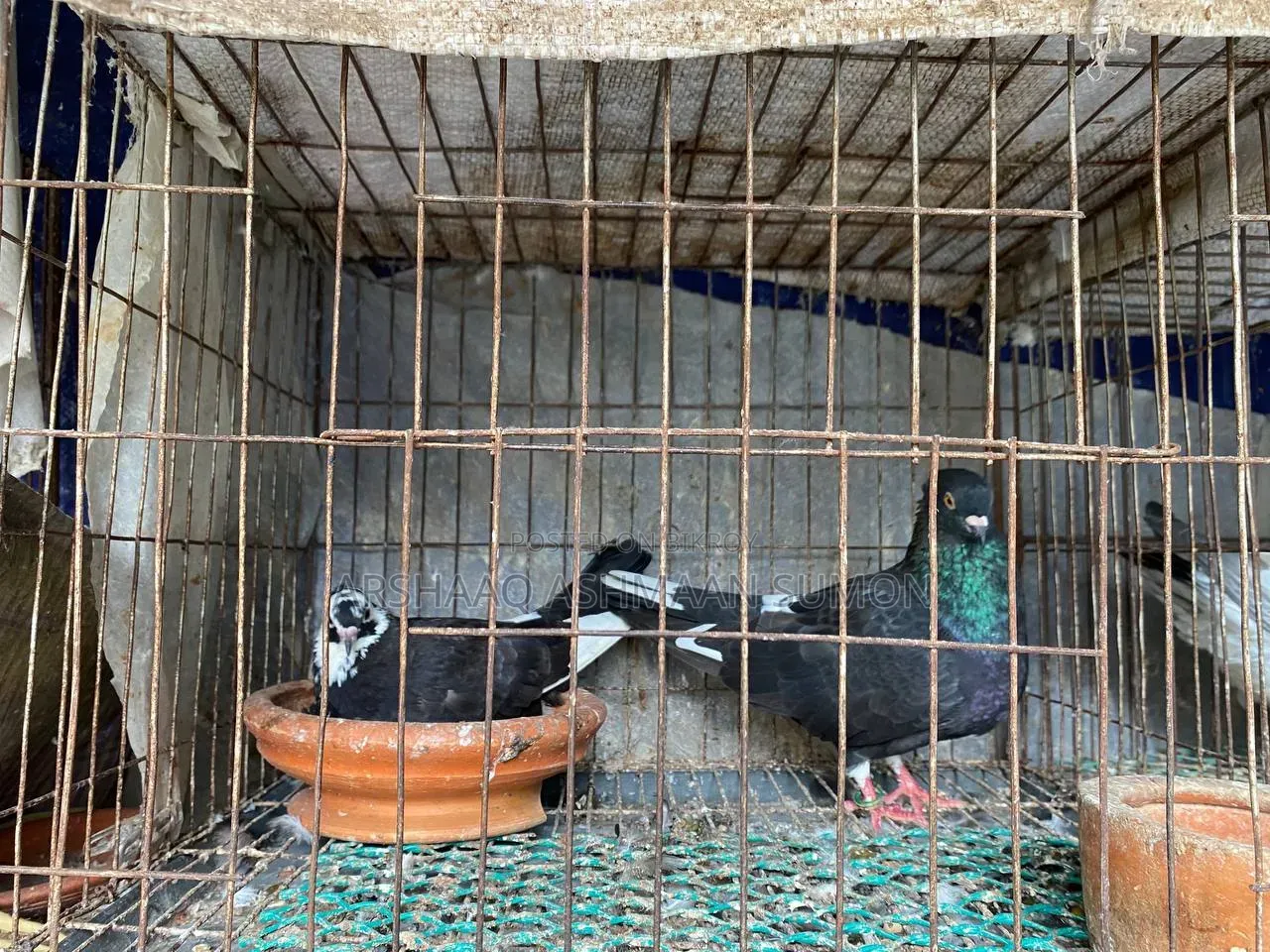 ডিম সহ দেশি গোল্লা কবুতর