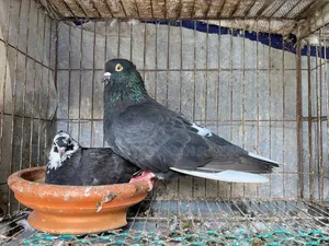 ডিম সহ দেশি গোল্লা কবুতর