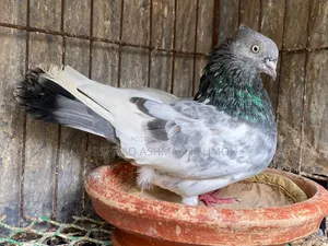 চুইঠাল স্প্রিং সবুজগলা
