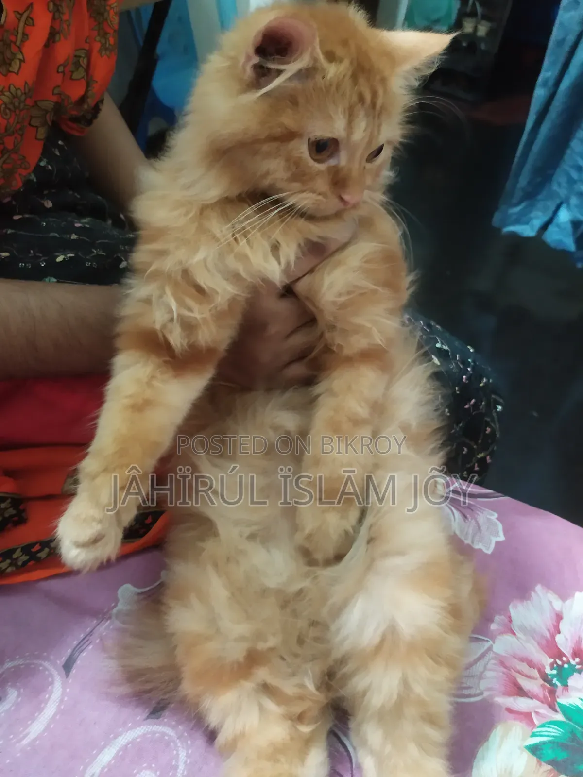 ১-৩ মাসের মেল পিউরব্রেড পার্সিয়ান