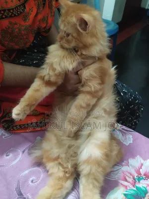 ১-৩ মাসের মেল পিউরব্রেড পার্সিয়ান
