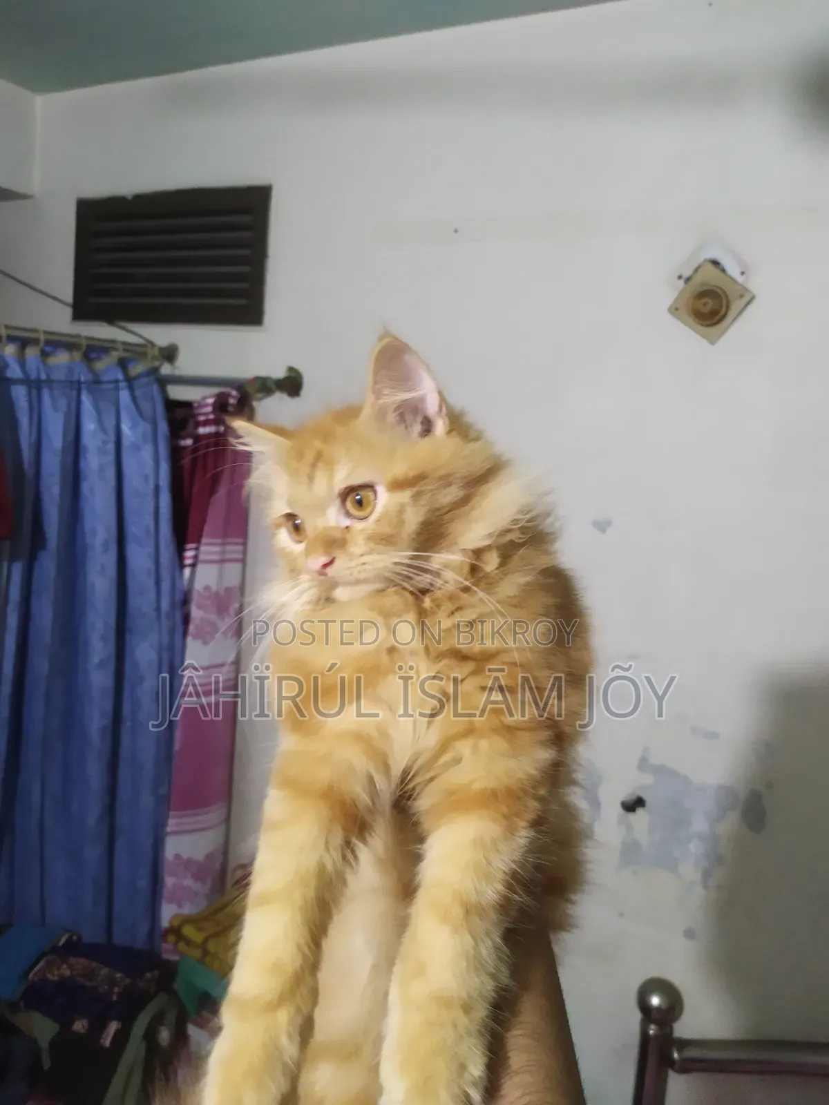 ১-৩ মাসের মেল পিউরব্রেড পার্সিয়ান