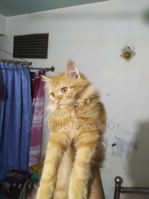 ১-৩ মাসের মেল পিউরব্রেড পার্সিয়ান