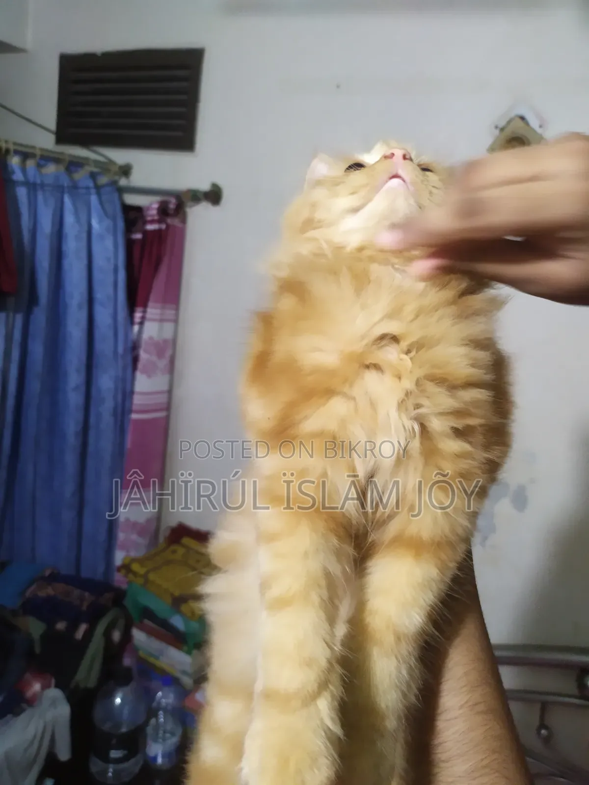 ১-৩ মাসের মেল পিউরব্রেড পার্সিয়ান