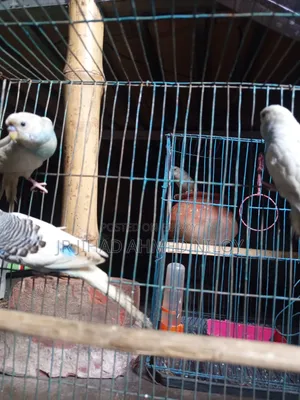 Budgerigar Bird