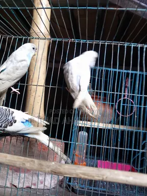 Budgerigar Bird