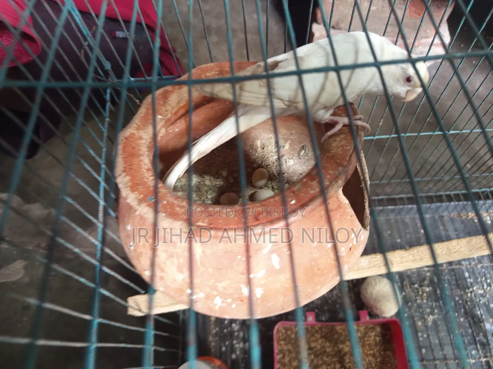 Budgerigar Bird
