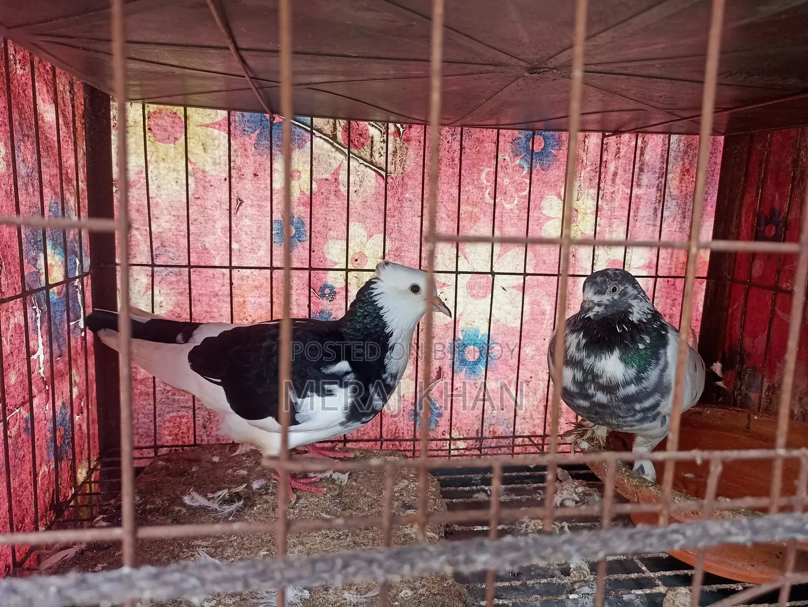 কবুতরের খাঁচা + ৪ জোড়া কবুতর
