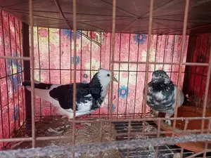 কবুতরের খাঁচা + ৪ জোড়া কবুতর