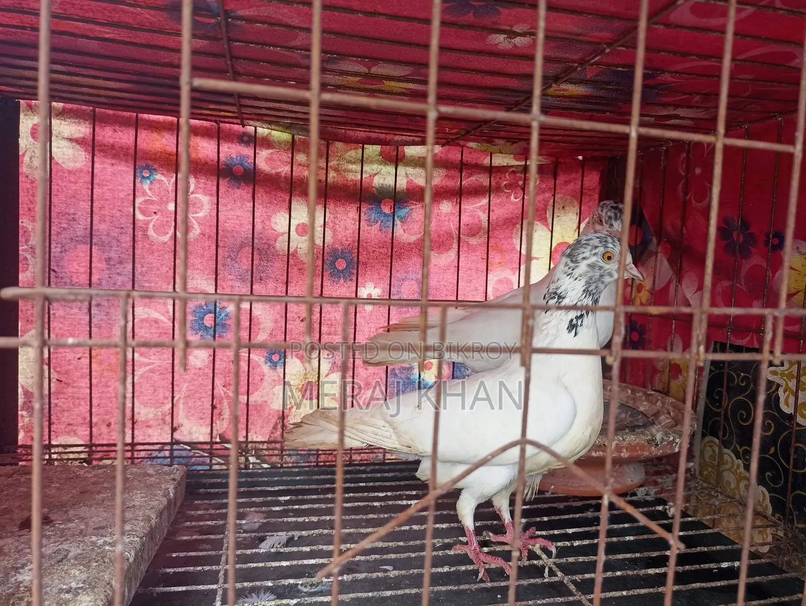 কবুতরের খাঁচা + ৪ জোড়া কবুতর