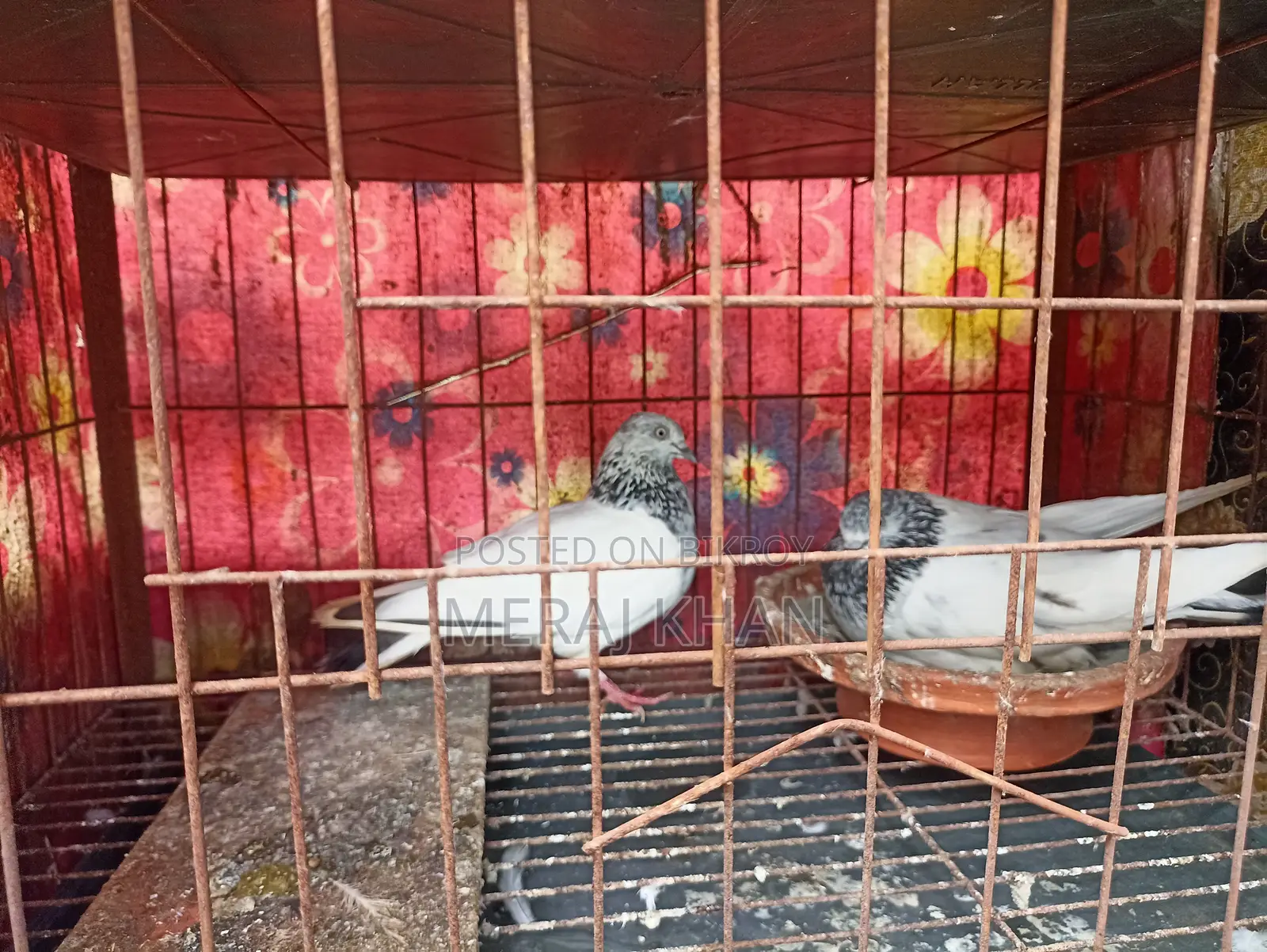 কবুতরের খাঁচা + ৪ জোড়া কবুতর