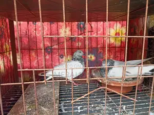 কবুতরের খাঁচা + ৪ জোড়া কবুতর