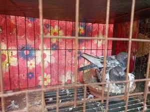 কবুতরের খাঁচা + ৪ জোড়া কবুতর