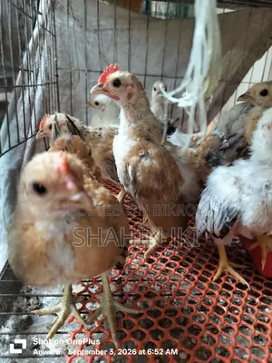 Chicks sell