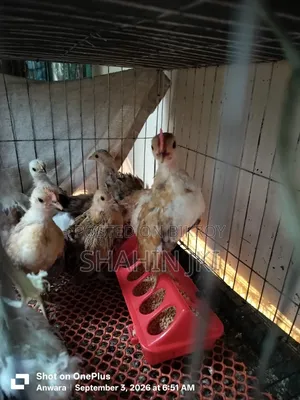Chicks sell