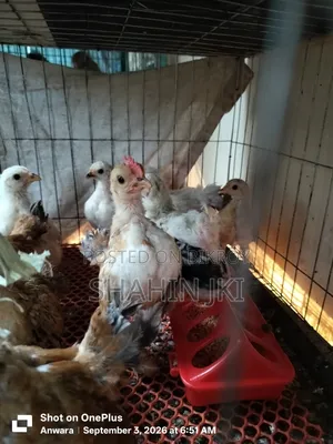 Chicks sell
