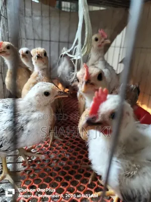 Chicks sell