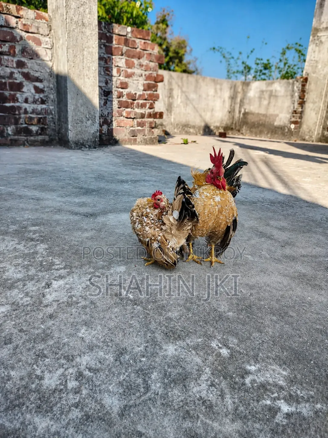 Chicks sell