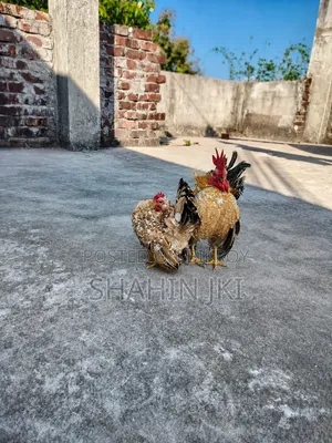 Chicks sell
