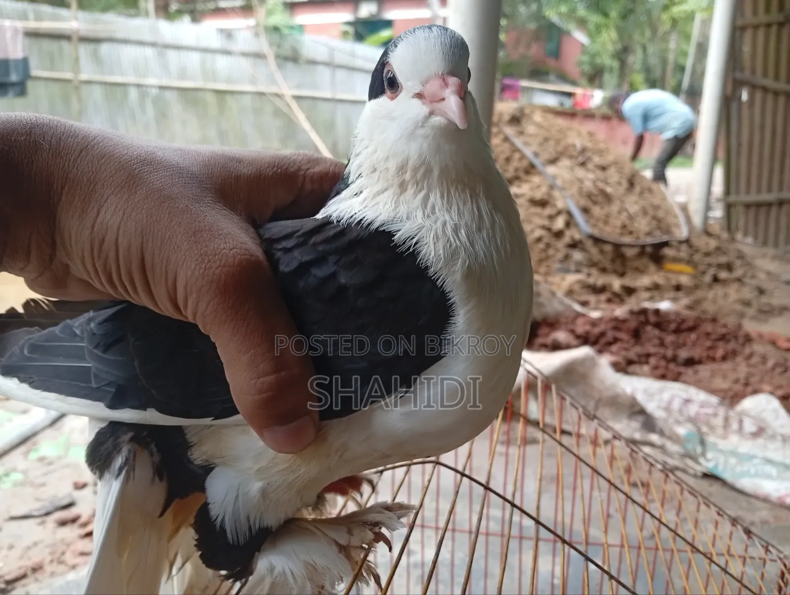 A Pair of Premium Sirazi Pigeons, Urgent Sale