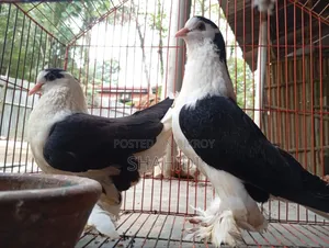 A Pair of Premium Sirazi Pigeons, Urgent Sale
