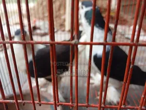 A Pair of Premium Sirazi Pigeons, Urgent Sale