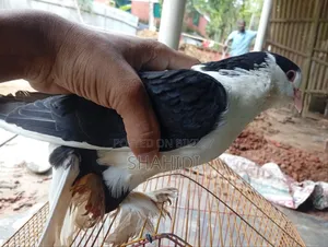 A Pair of Premium Sirazi Pigeons, Urgent Sale