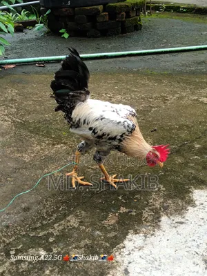একটা বড় দেশি মোরগ বিক্রি করা হবে