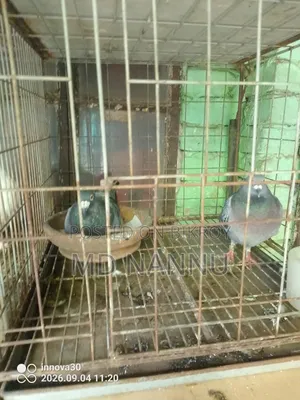খাঁচা সহ কবুতর বিক্রি হবে